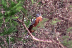 Sporophila hypoxantha