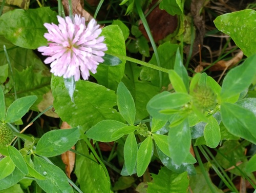 Red Clover