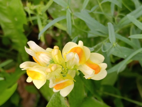 common toadflax