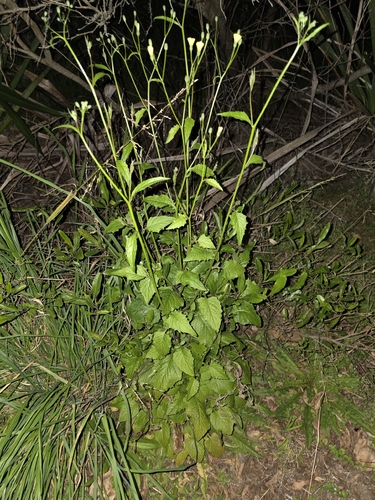 Lapsana communis, photograph 2