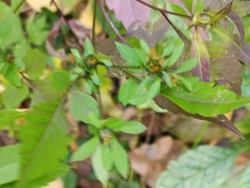 Devil's Beggarticks
