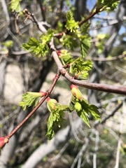 Acer glabrum