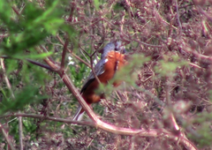 Sporophila hypoxantha