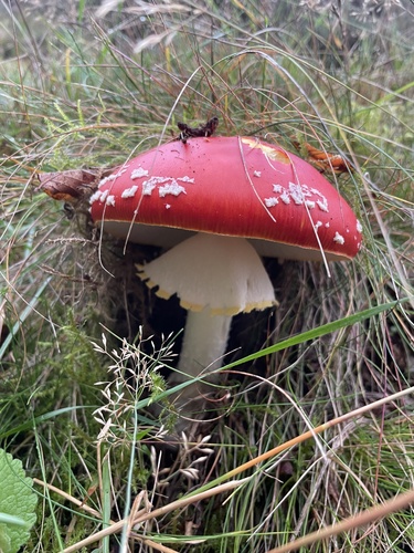 Fly Agaric
