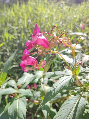 Himalayan balsam