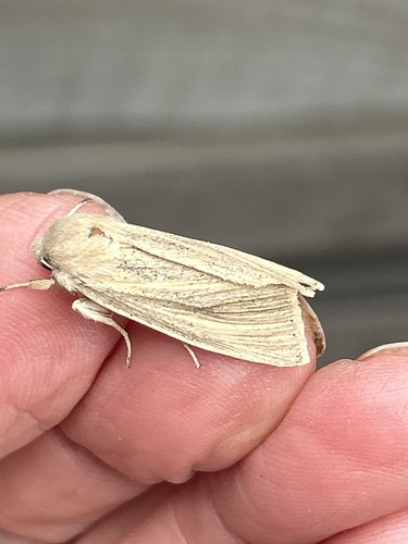 Large Wainscot Moth
