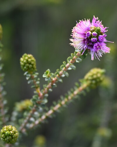 Melaleuca porphyrocephala, 2025-08-19