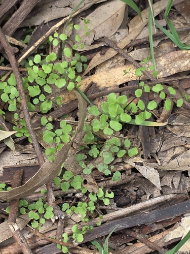 Adiantum aethiopicum, photograph 3