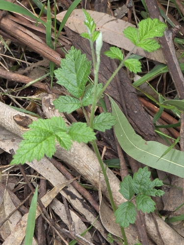 Rubus parvifolius, photograph 2
