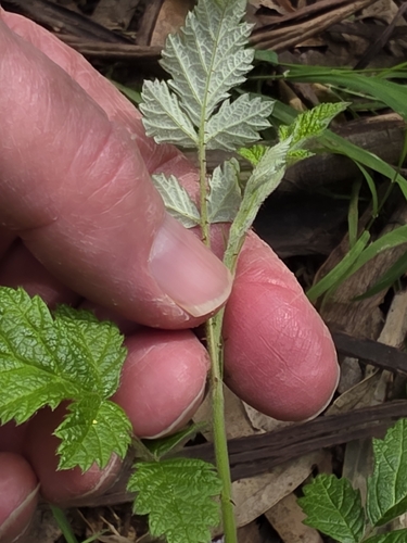 Rubus parvifolius, photograph 3