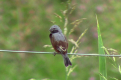 Sporophila ruficollis