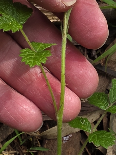 Rubus parvifolius, photograph 4