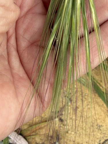 great brome