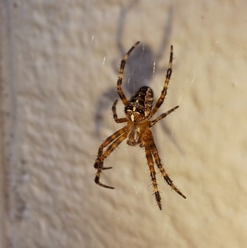 Cross Orbweaver