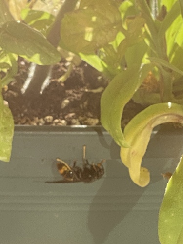 Yellow-legged Hornet