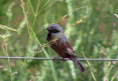Sporophila ruficollis