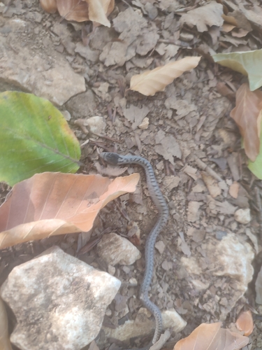 Smooth Snake