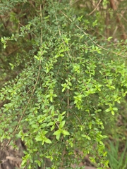 Coprosma quadrifida