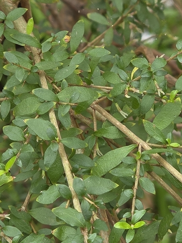 Coprosma quadrifida, photograph 2