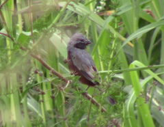 Sporophila ruficollis