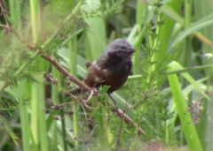 Sporophila ruficollis