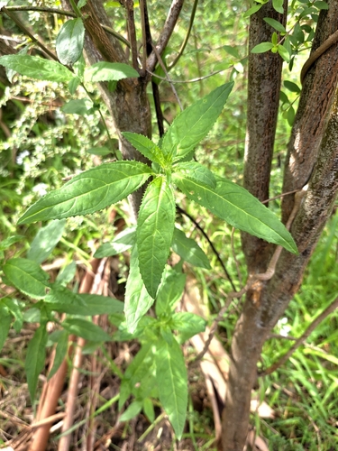 Prostanthera lasianthos