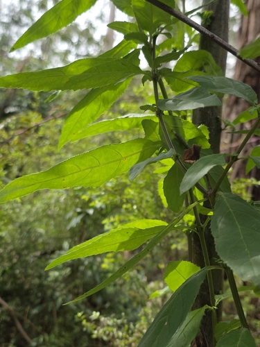 Prostanthera lasianthos, photograph 2