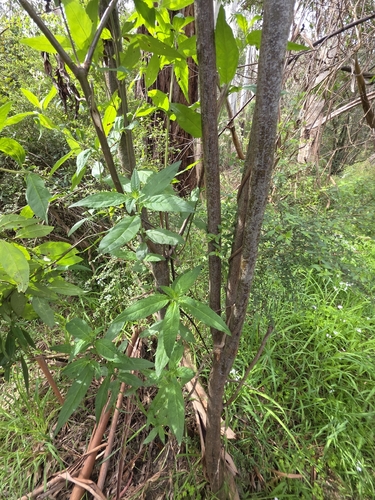 Prostanthera lasianthos, photograph 3