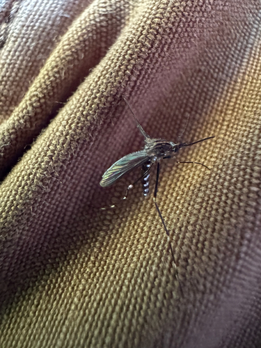Asian Bush Mosquito