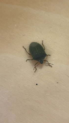 Southern Green Stink Bug