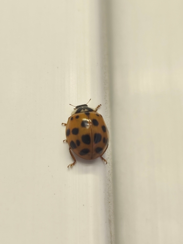 Asian Lady Beetle