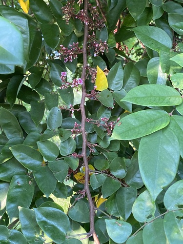 Starfruit