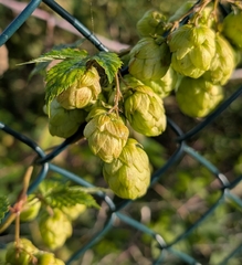 Humulus lupulus, photograph author not stated, no rights reserved