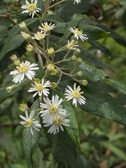 Olearia lirata, photograph (c) Ian Rainbow, some rights reserved (CC BY)