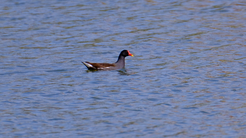 Eurasian Moorhen