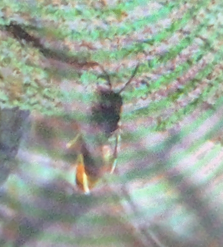 Yellow-legged Hornet