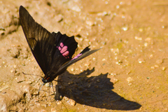 Heraclides anchisiades