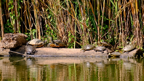 European Pond Turtle