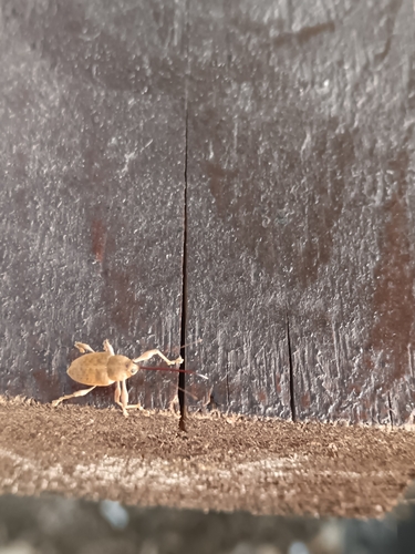 Chestnut Weevil