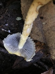 Stropharia formosa