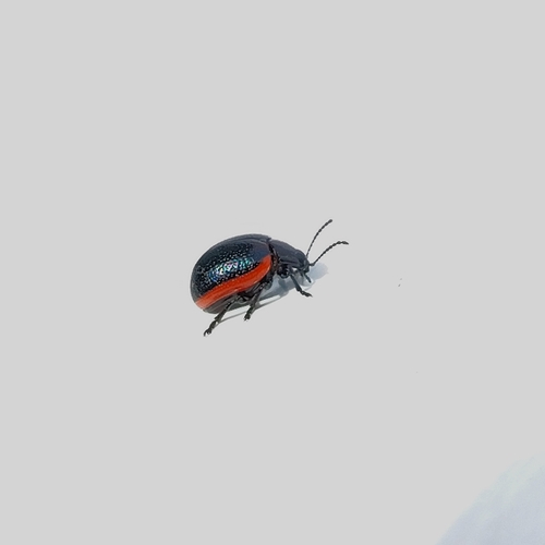 Chrysolina sanguinolenta