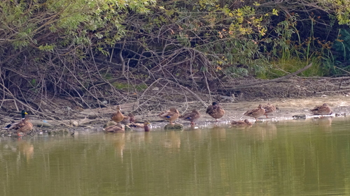 Mallard
