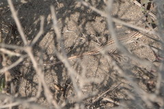 Acanthodactylus erythrurus