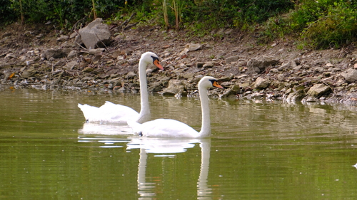 Mute Swan
