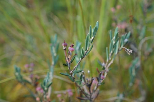 Wild Rosemary