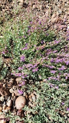 Penstemon azureus azureus