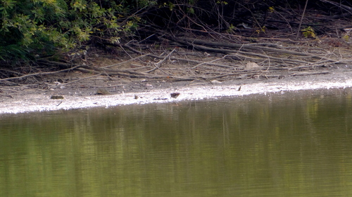 Common Snipe