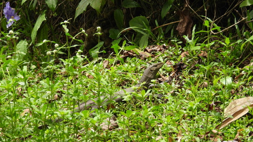 Bengal Monitor