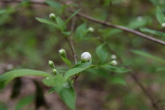 Philadelphus hirsutus