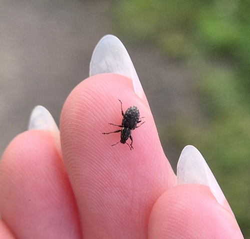 Clover Weevil